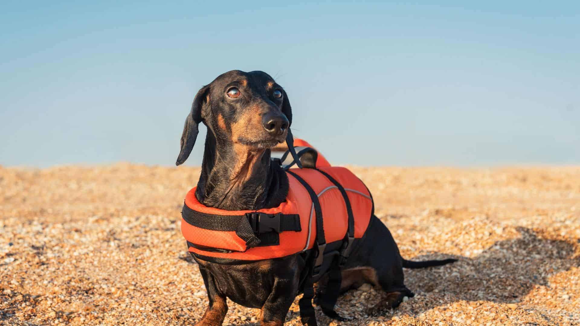 Sale > best life jacket for dachshund > in stock