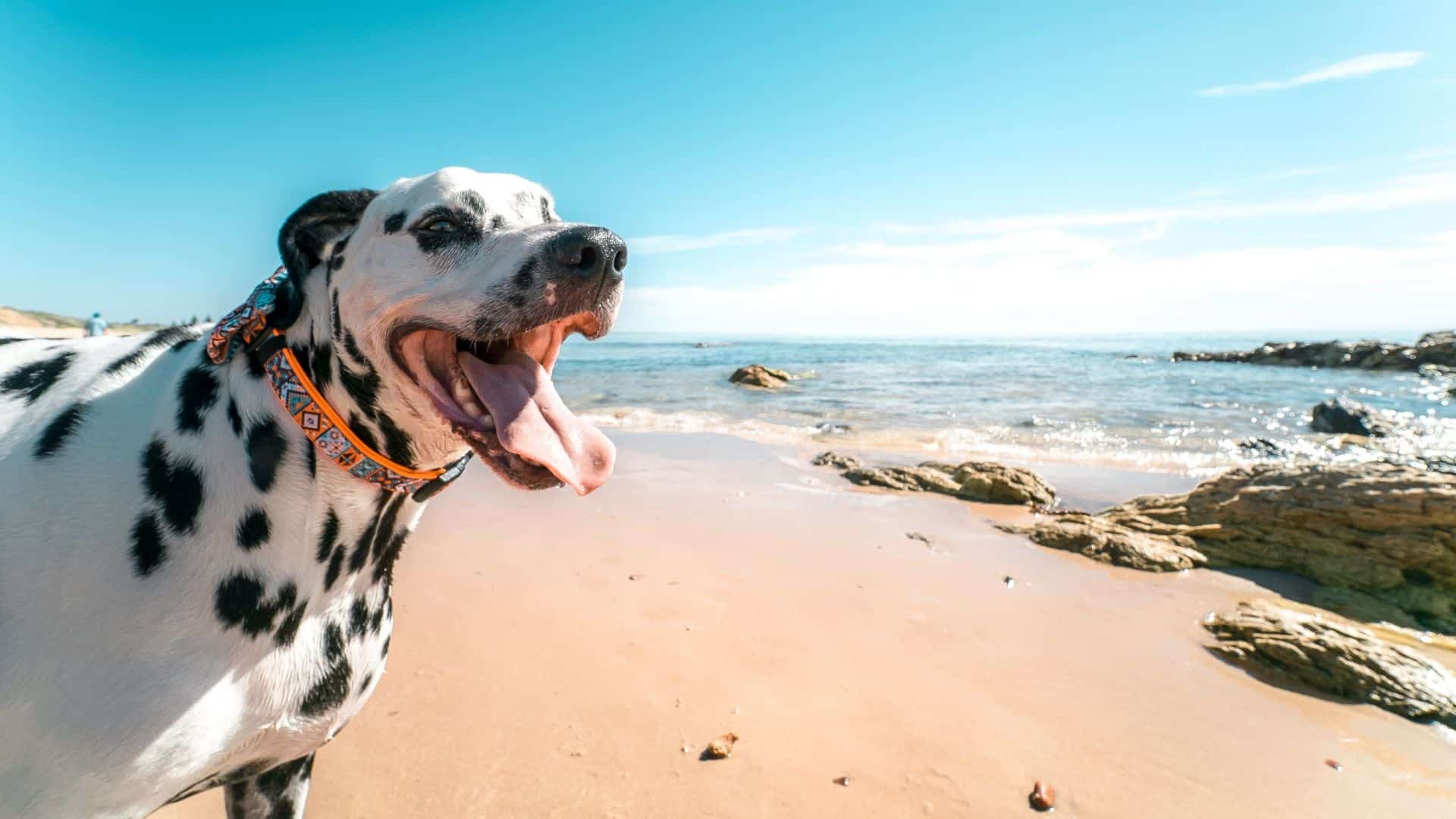 dog shoes for the beach