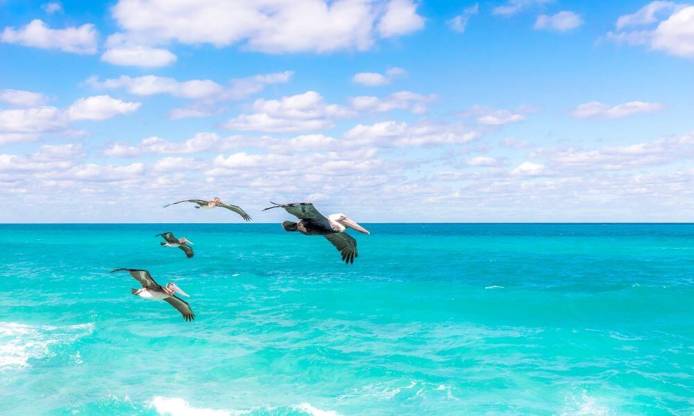pelicans in flight