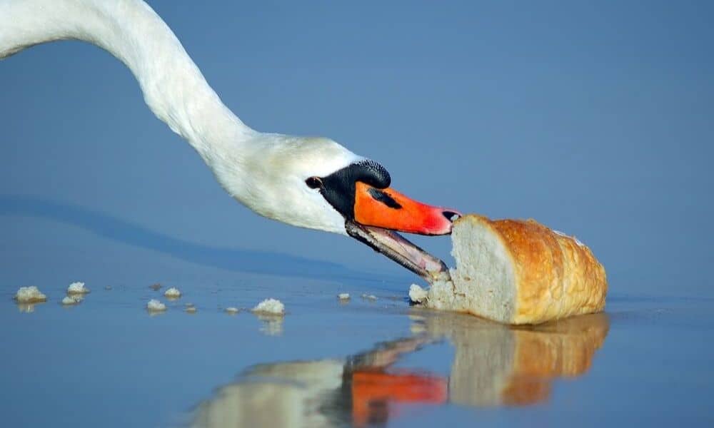 bird eating a loaf of bread
