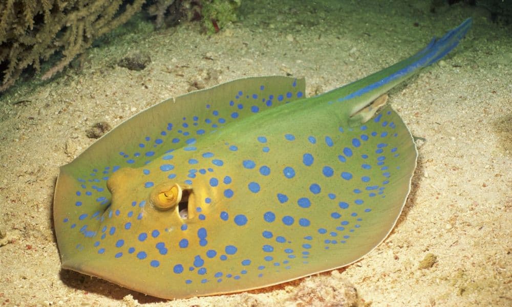 blue spotted sting ray