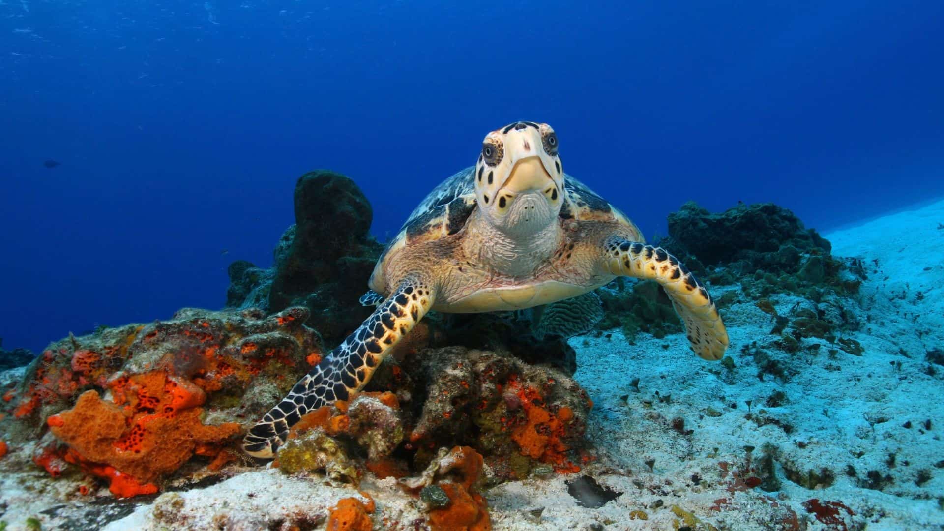 Endangered Marine Animals In Florida