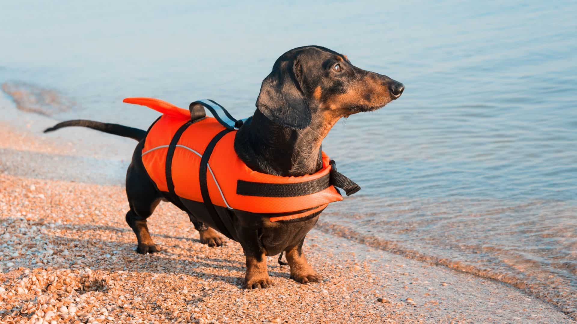 dachhsund in a life jacket
