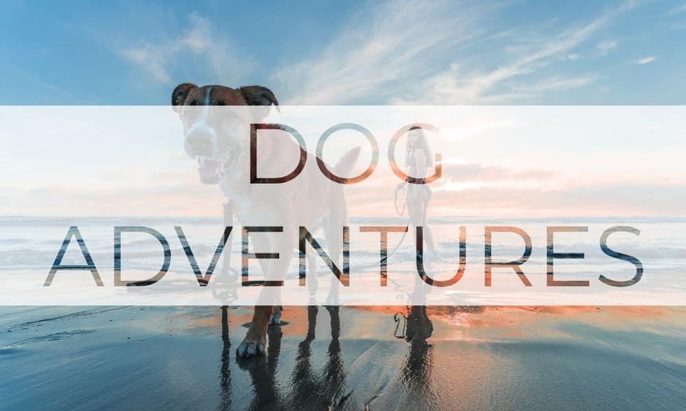 Dog Adventures