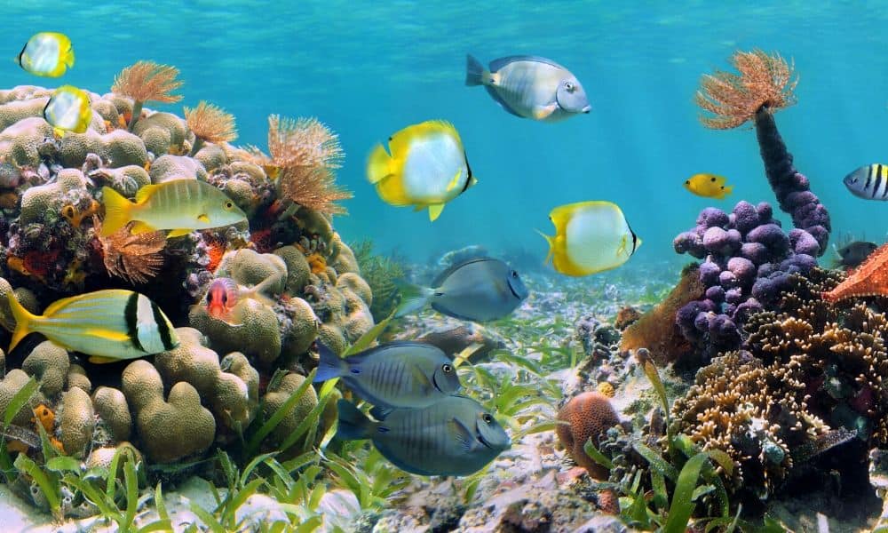fish and coral reef